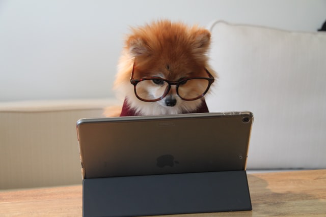 a dog with glasses that looks at a laptop